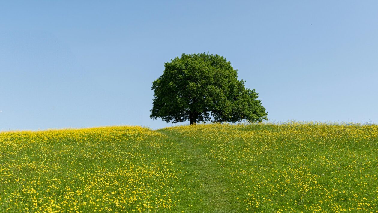 Finanční sprostredkovatelia: Regulácia a etické aspekty