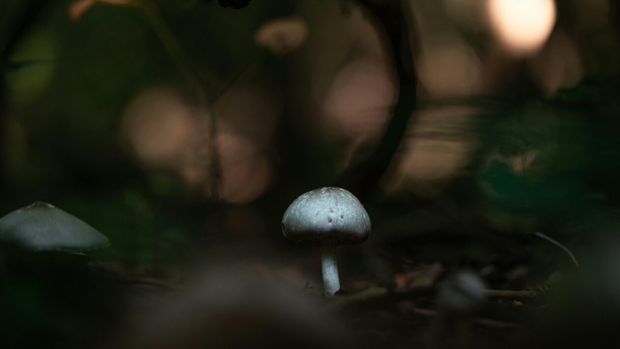 Cestovné poistenie: Typy krytia a výluky